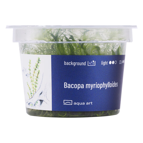 Biljka Bacopa myriophylloides in vitro