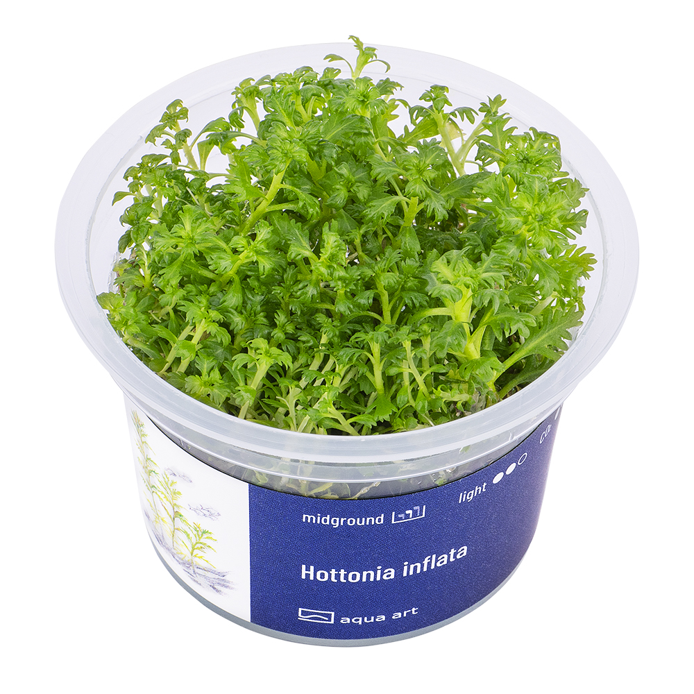 Biljka3 Biljka Hottonia inflata in vitro