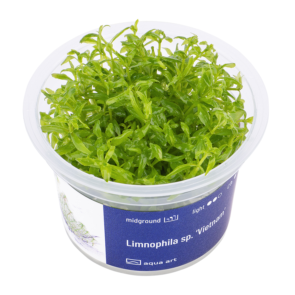 Biljka4 Biljka Limnophila sp "Vietnam" in vitro